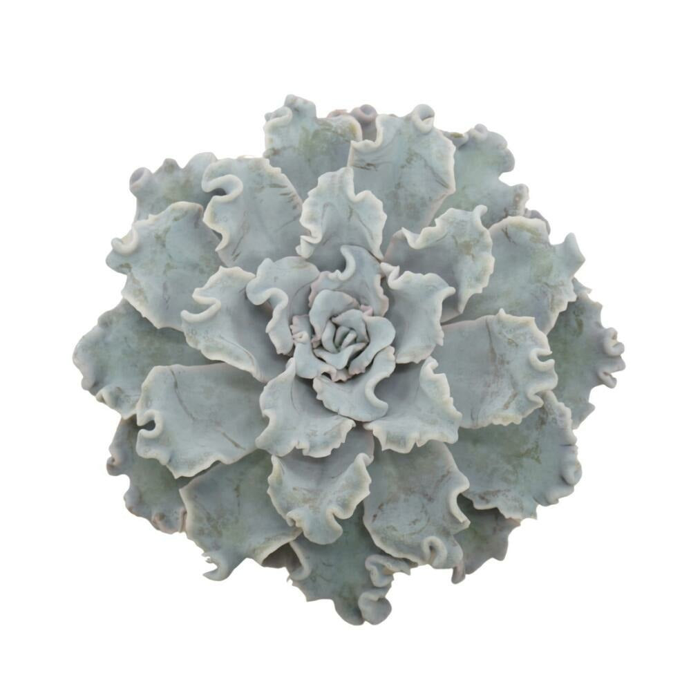  Echeveria Crispy Beauty Succulente Facile D'entretien Pot 12cm
