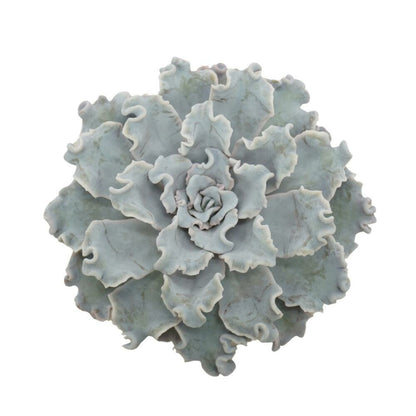  Echeveria Crispy Beauty Succulente Facile D'entretien Pot 12cm
