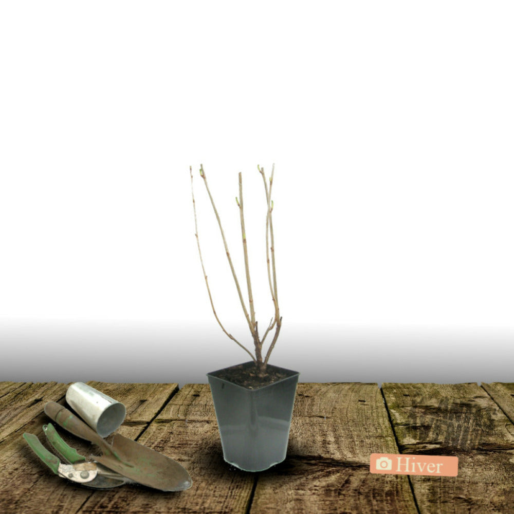  Groseillier à Grappes Versaillaise Blanche/[-]pot De 5l - 40/80 Cm