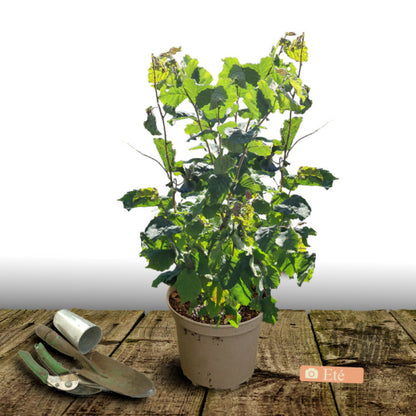  Noisetier Merveille De Bollwiller/[-]pot De 10l - 60/120 Cm