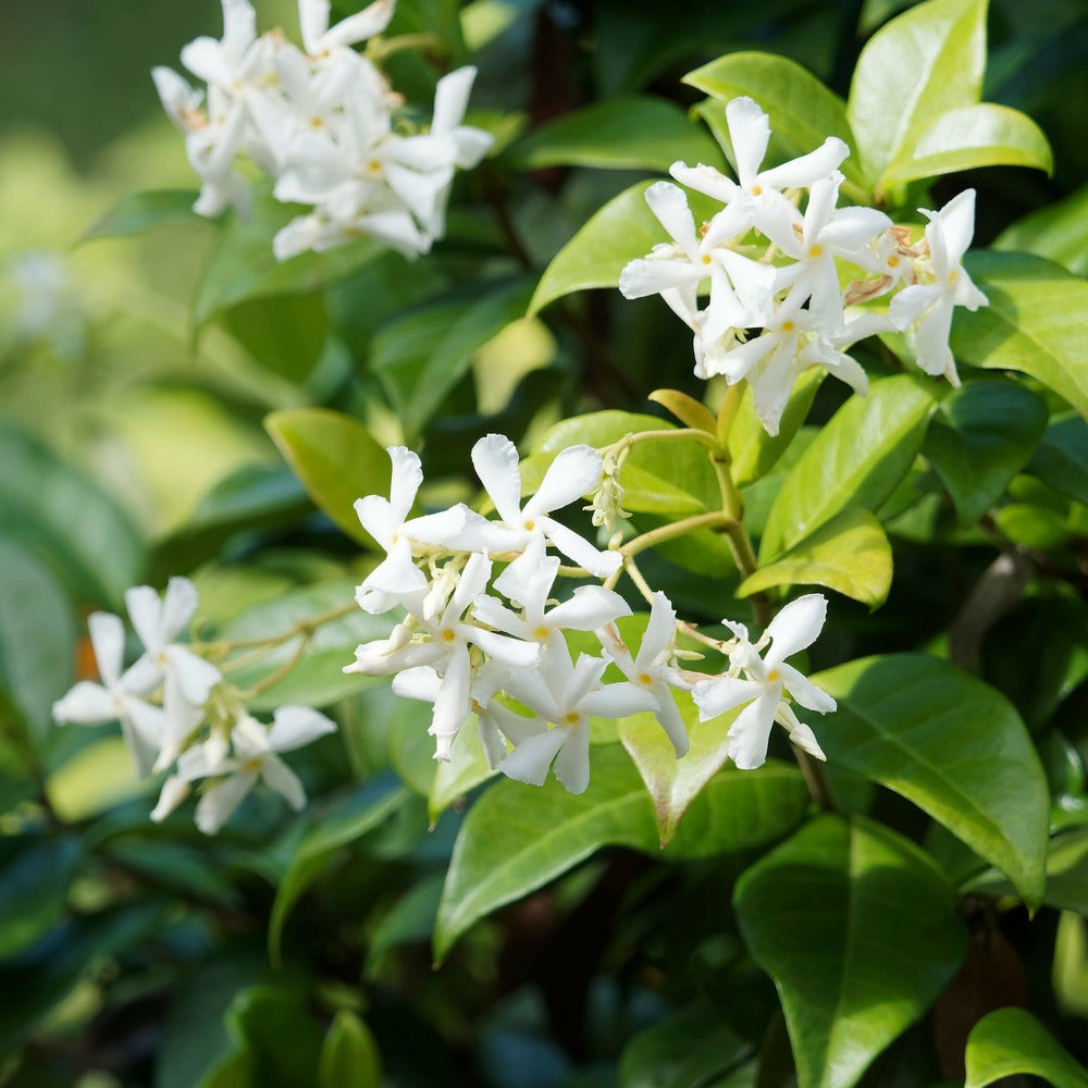  Jasmin étoilé - Le Pot / 2l / Hauteur Livrée 40-50cm