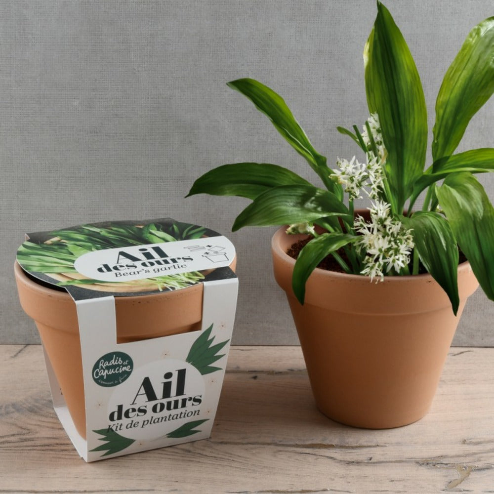  Pot Terre Cuite Antique - Ail Des Ours