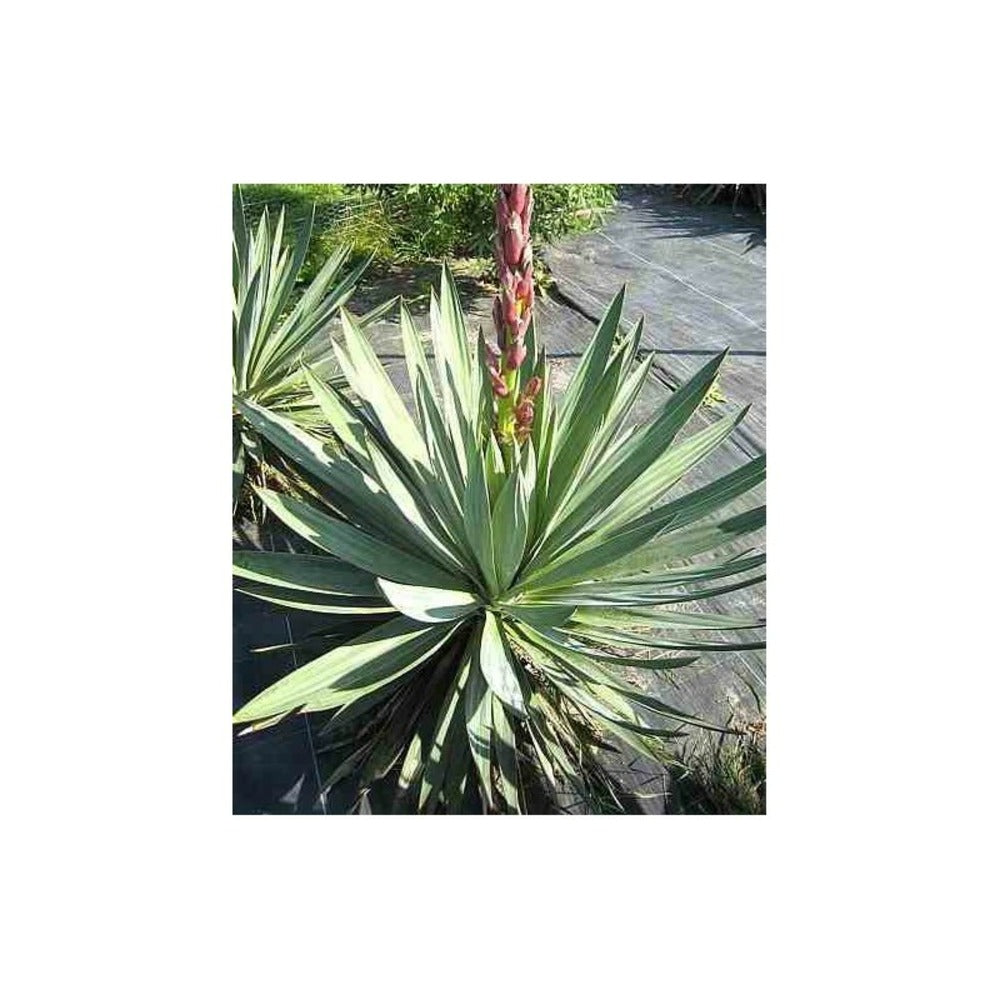  Yucca Gloriosa (dague Espagnole) Pot De 8 Litres ? 60/80 Cm