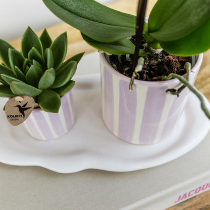  Kolibri Orchids Phalaenopsis Rose Orchidée Portugal + Painted Stripe Pot Rose - Taille Du Pot 9cm