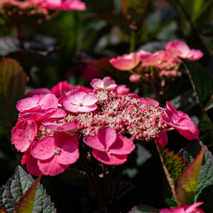  Hortensia - Hydrangea Paniculata 'dare Devil' - Hauteur 25-40cm - ⌀19cm