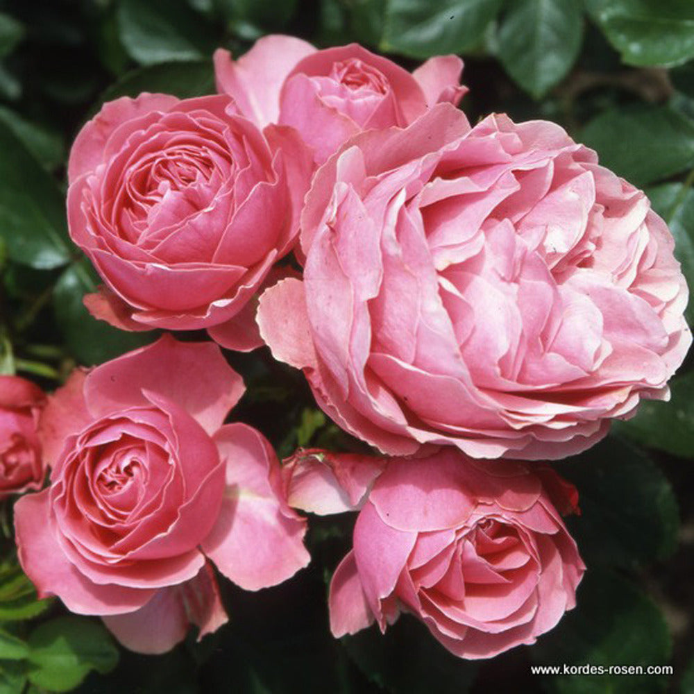  Rosier Kordes - Rosa 'larissa'®