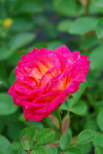  Rosier Kordès ? 'little Sunset ?' - En Pot De 2 Litres