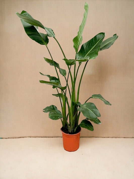  Strelitzia Nicolai 160cm - Plante D'intérieur
