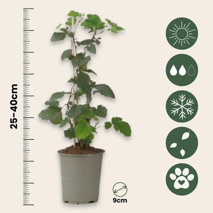  Plante De Mûre - Lot De 3 - Rubus Thornless - Hauteur 25-40cm - ⌀9cm