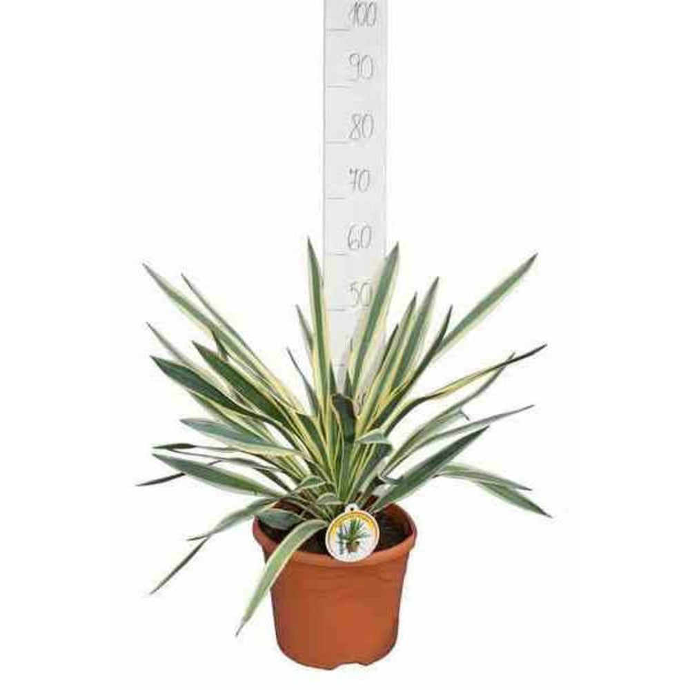  Yucca Gloriosa Variegata (dague Espagnole) Pot De 110l 100/125cm