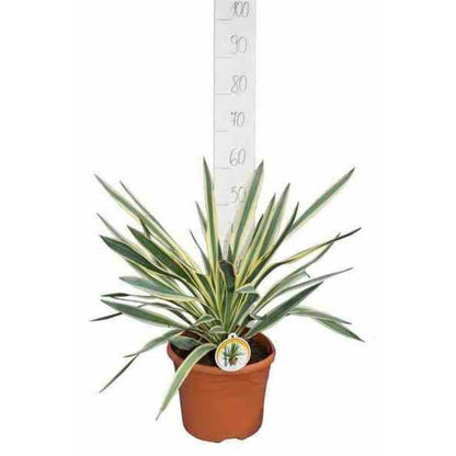 Yucca Gloriosa Variegata (dague Espagnole) Pot De 110l 100/125cm