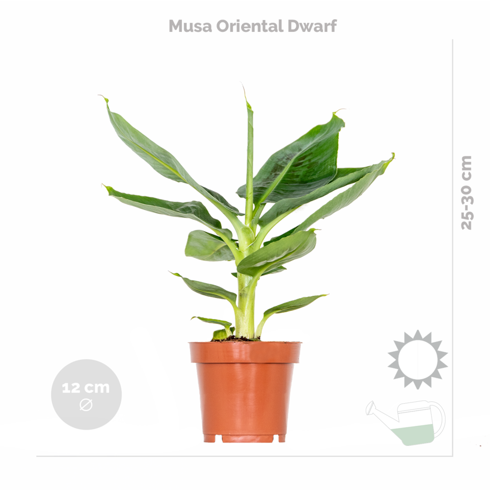  Mélange De Plantes Tendance - Chamaedorea, Dypsis, Musa, Strelitzia - ⌀12 Cm - 20-45 Cm