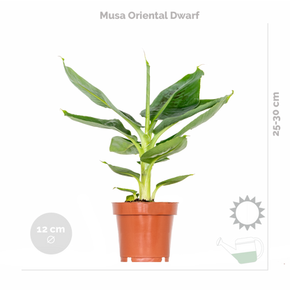 Mélange De Plantes Tendance - Chamaedorea, Dypsis, Musa, Strelitzia - ⌀12 Cm - 20-45 Cm