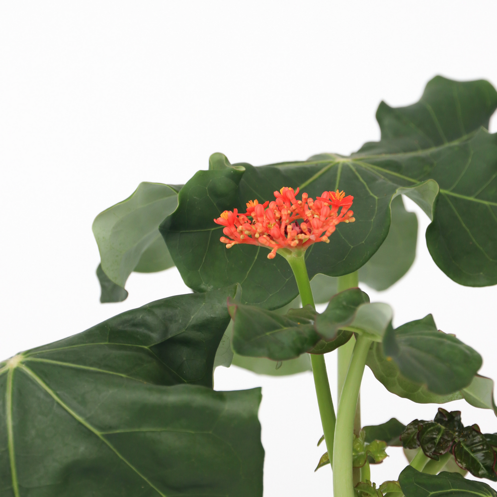  Podagre - Set De 2 - Jatropha Podagrica - Hauteur 25-45cm - ⌀13cm