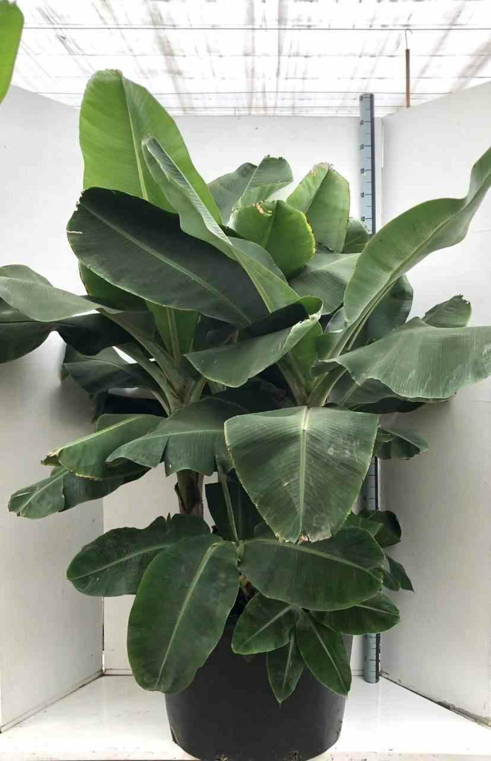  Bananier Musa Acuminata Cv. Specimen Super Dwarf Cavendish Pot De 110l 200/250cm