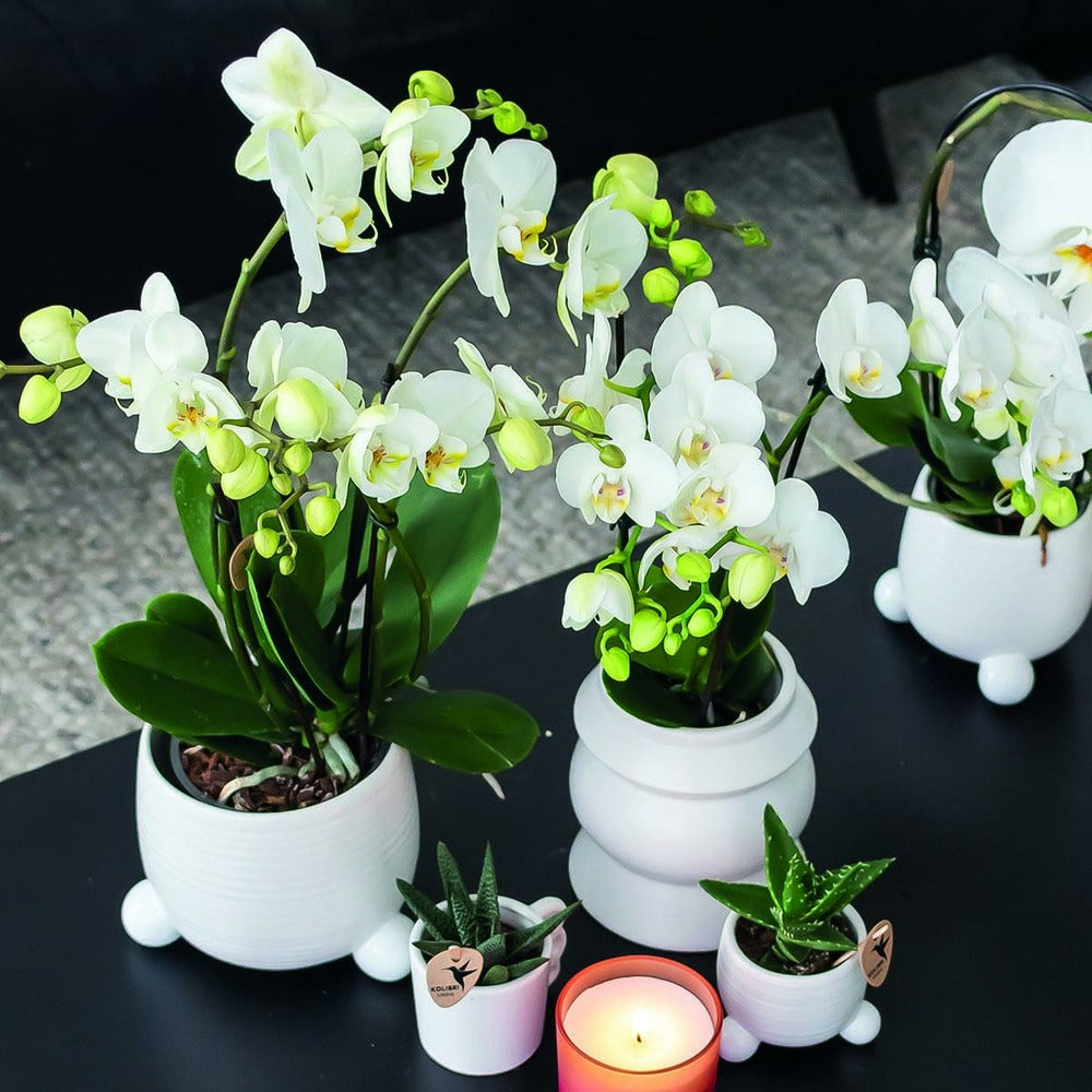  Orchidée Phalaenopsis Blanche - Lot De 2 35cm - Plante D'intérieur