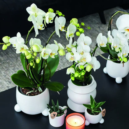  Orchidée Phalaenopsis Blanche - Lot De 2 35cm - Plante D'intérieur