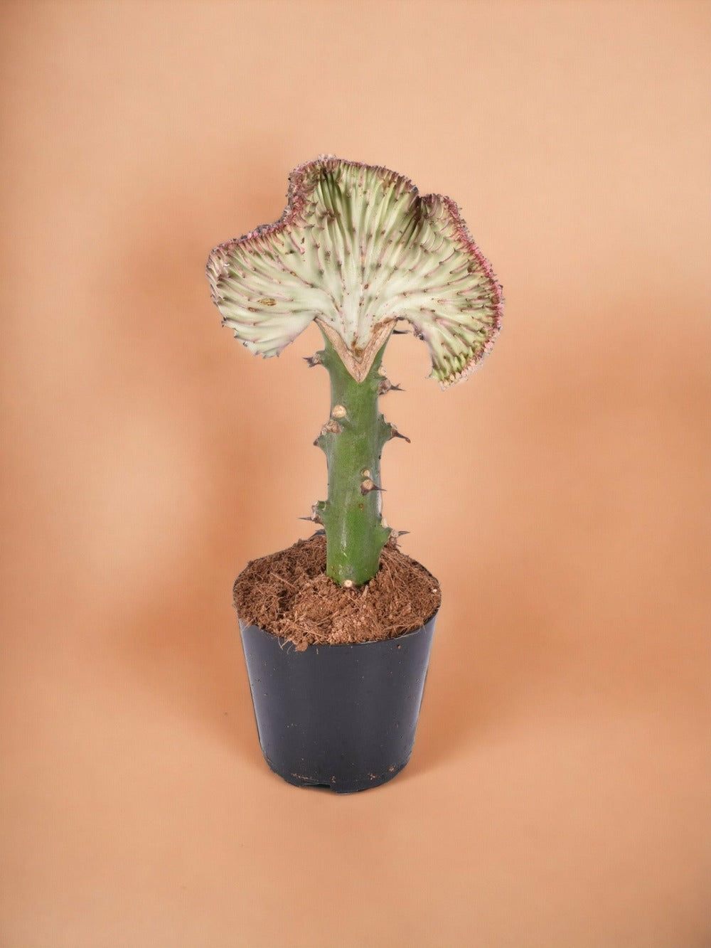  Euphorbe Lactea Cristata Rood
