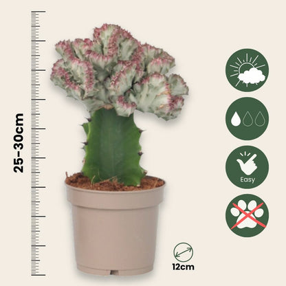  Mélange D'euphorbes - Set De 2 - Euphorbia 'lactea' - Hauteur 25-30cm - ⌀12cm