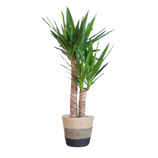  Yucca Elephantipes Et Son Pot Panier Multicolor - Hauteur 90cm