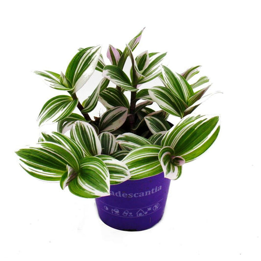 Cœur Exotique - Fleur De Trois Mâts - Tradescantia "white" - Plante D'intérieur Suspendue Facile D'entretien - Pot De 12m - Blanc