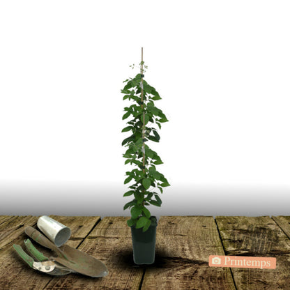 Clématite Couronne Royale/[-]pot De 2l - Tuteur Bambou 60/90 Cm