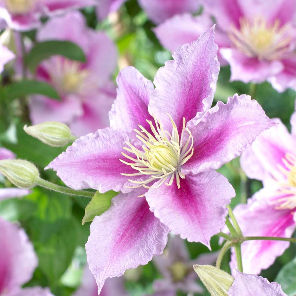  Lot De 2 - Clematis 'piilu' - Clématite à Grandes Fleurs - 50-70 Cm De Haut - Pot 15 Cm