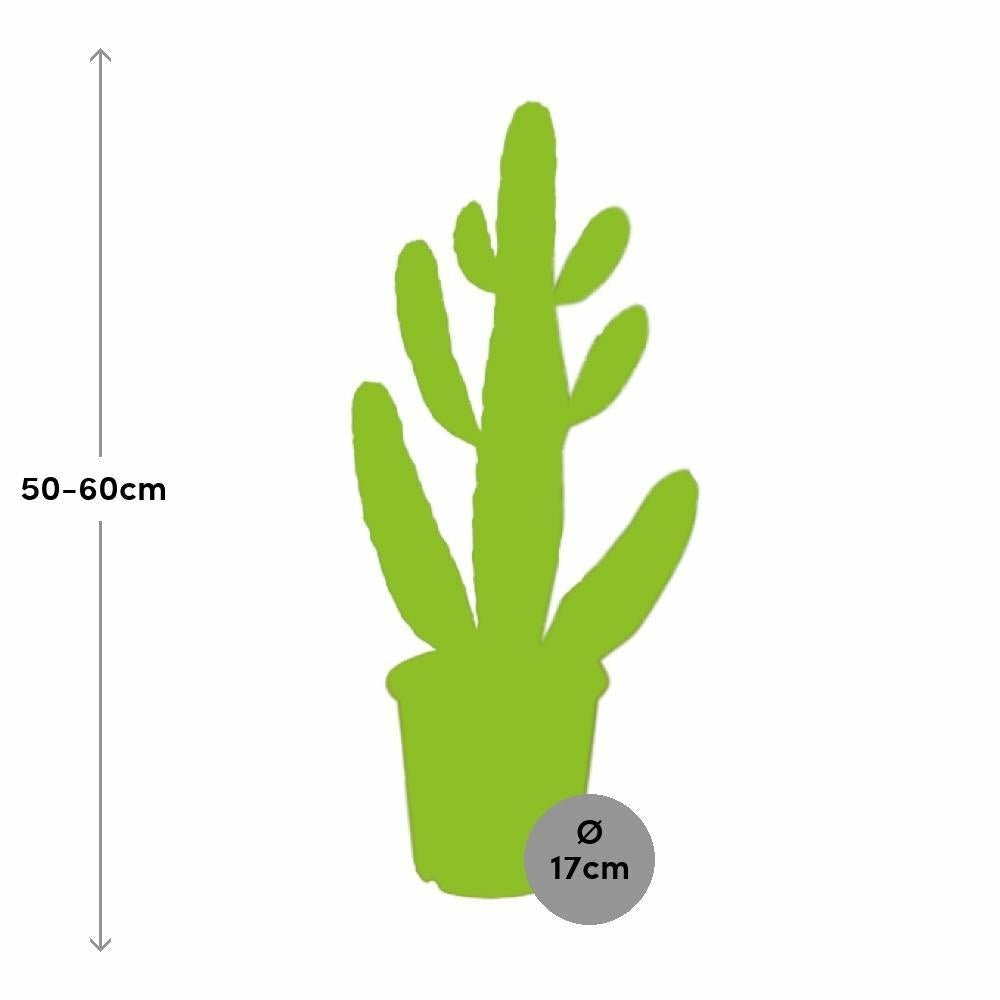  Opuntia Consolea 55cm - Plante D'intérieur