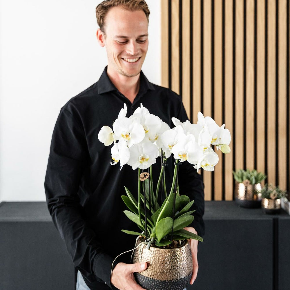  Offre Combinée : 2 Orchidées Phalaenopsis Blanches En Fleurs Cm - Plante D'intérieur