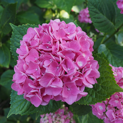  Hortensia - Set De 3 - Hydrangea Macrophylla - Hauteur 25-40cm - ⌀9cm