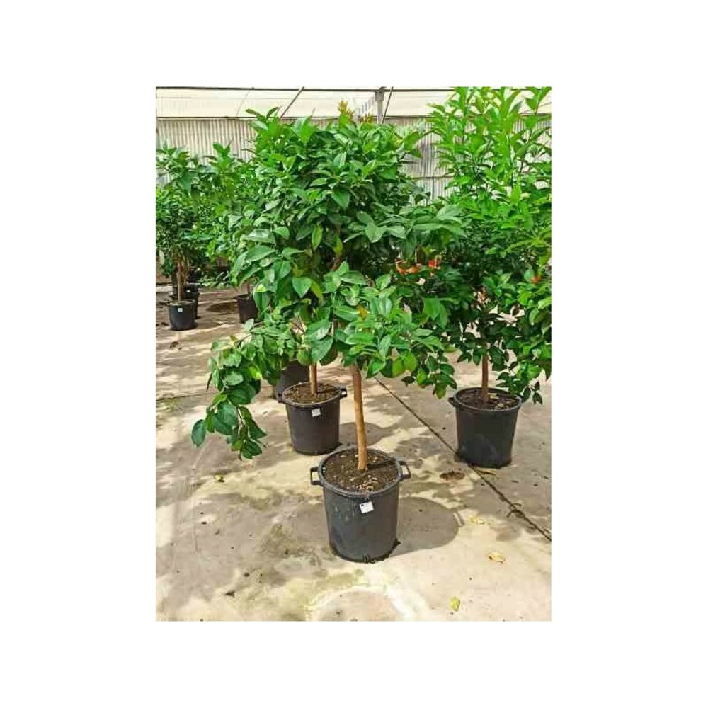  Citrus Limon (citronnier) Pot De 5 Litres - 100/120 Cm