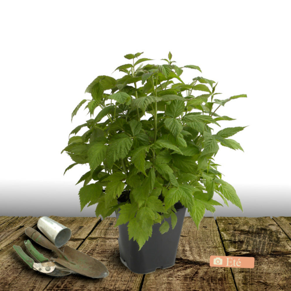  Framboisier Malling Promise/[-]pot De 5l - 40/80 Cm