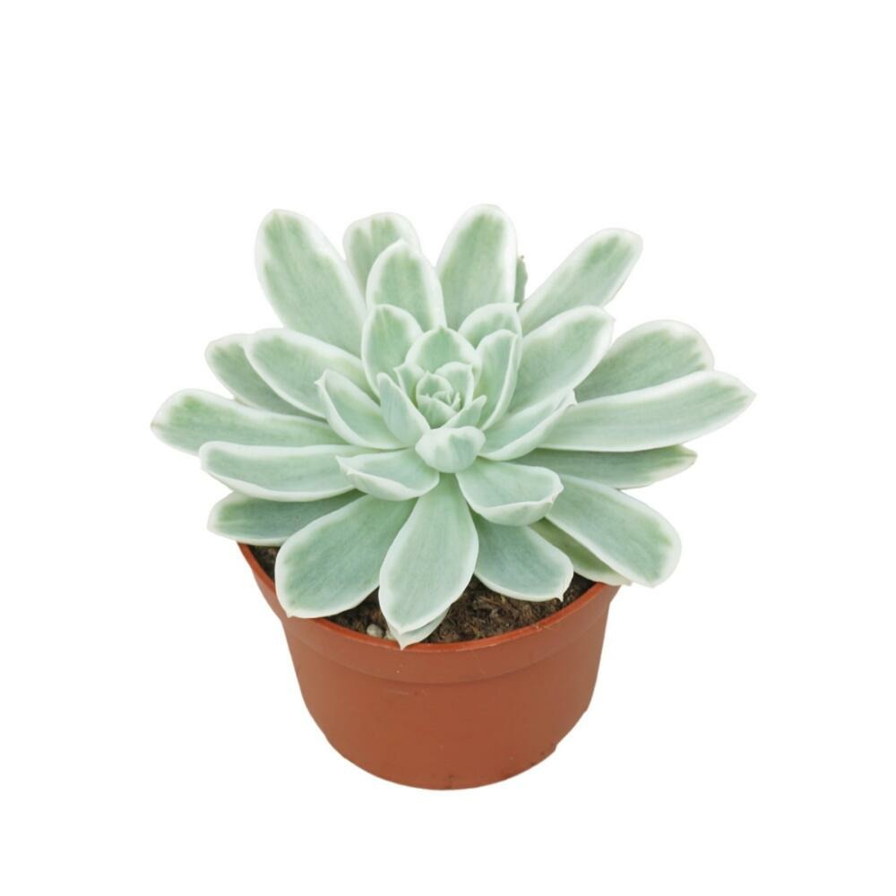  Echeveria Lemon Lime Rarité Succulente Facile D'entretien Pot 10,5cm