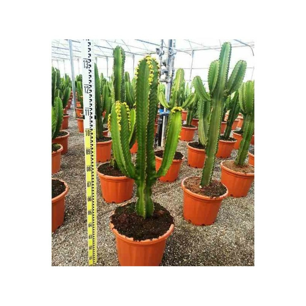 Euphorbia Ingens 'candelabrum' Pot De 4 Litres - 60/70 Cm