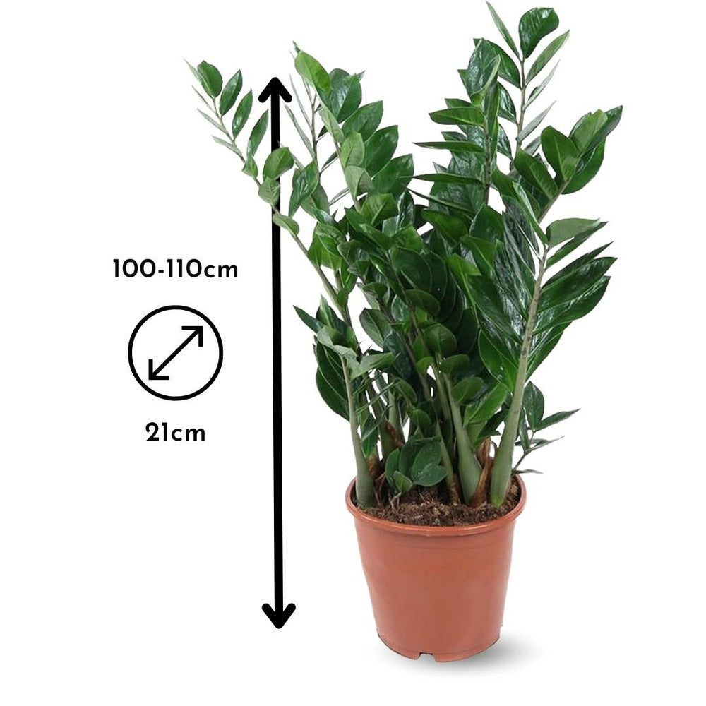  Zamioculcas Zamiifolia - Plante Zz - ↕ 90-100 Cm - ⌀ 21 Cm - Plante D'intérieur - Succulente