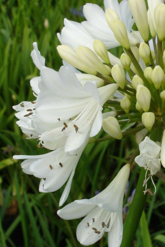  Agapanthe 'artic Star' - En Pot De 3 Litres