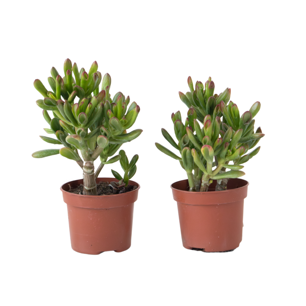  Plante De Jade - Lot De 2 - Crassula Ovata 'gollum' - Hauteur 15-25cm - Pot 12cm