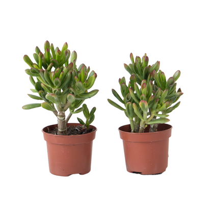  Plante De Jade - Lot De 2 - Crassula Ovata 'gollum' - Hauteur 15-25cm - Pot 12cm