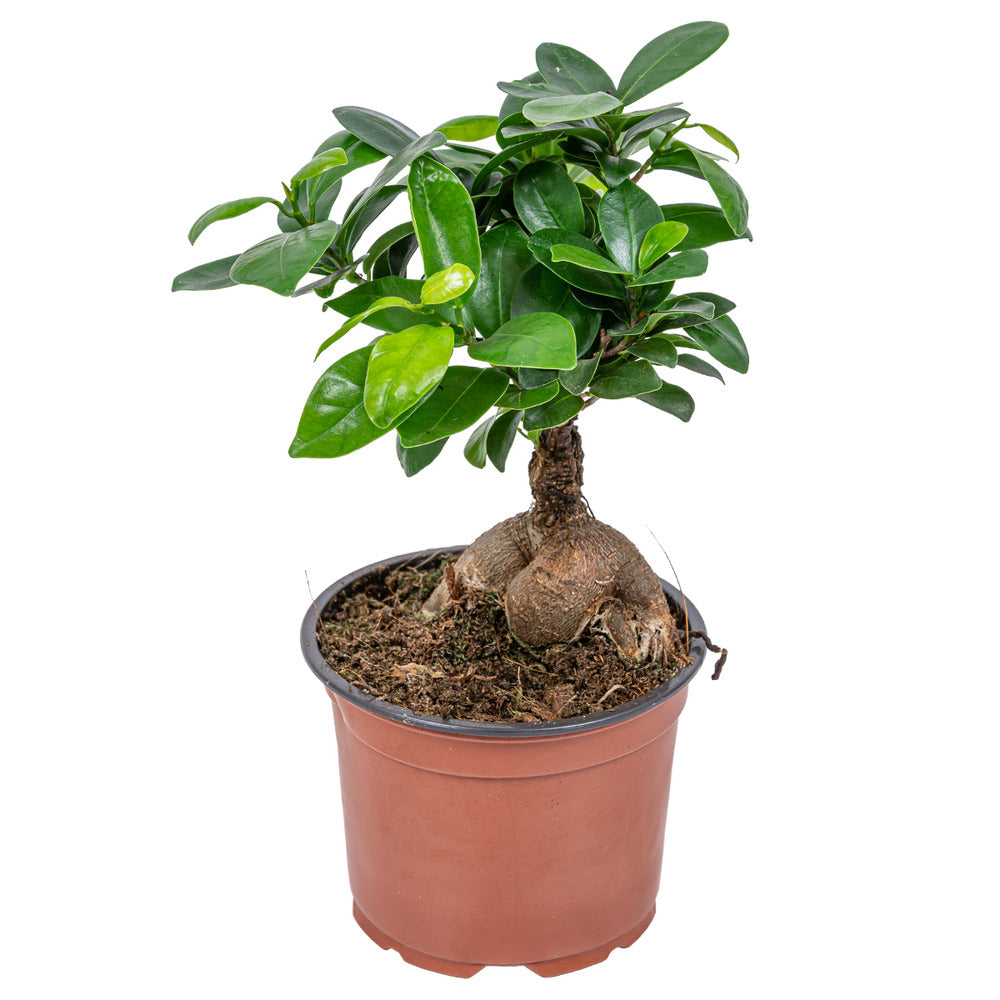  Ficus Ginseng - Bonsaï - Plantes D’intérieur - Dépolluante - 20-30 Cm De Haut - Pot 12 Cm