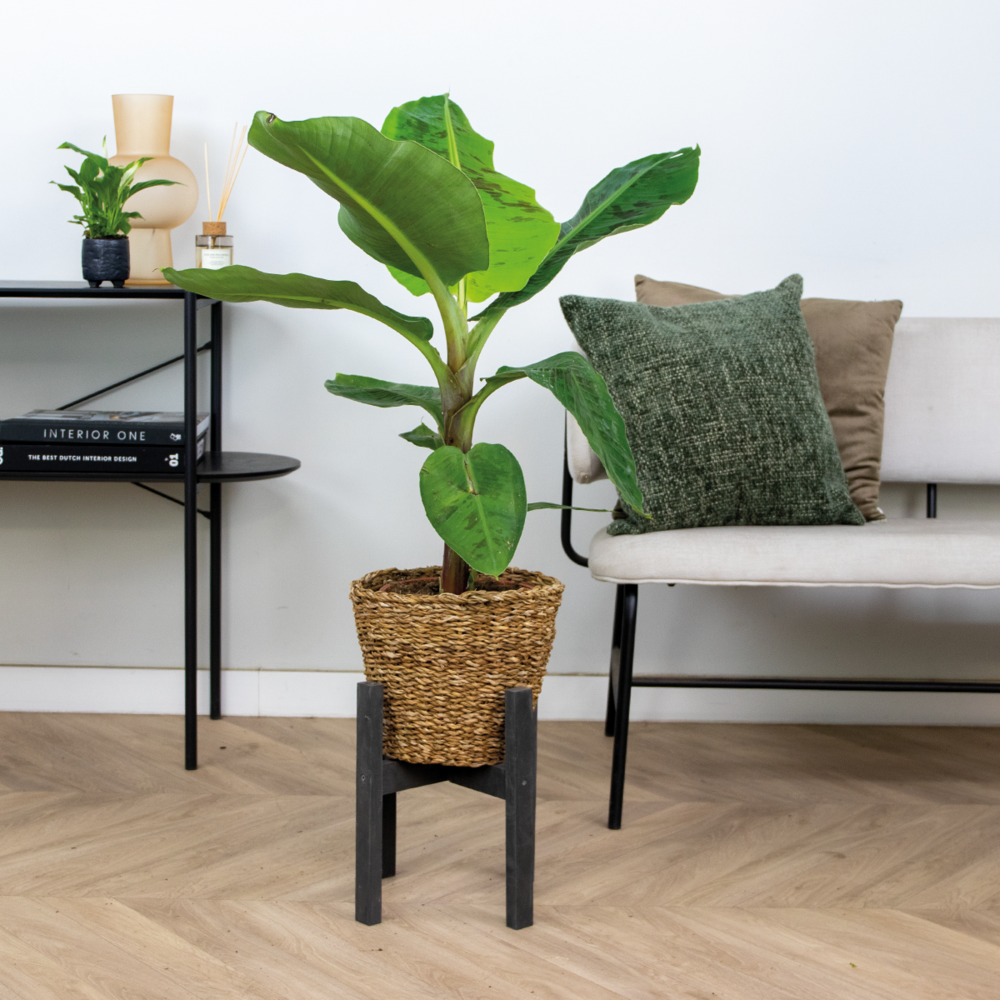  Lot De 2 - Musa Dwarf Cavendish - Bananier D’intérieur - Hauteur 80-100 Cm - Pot 21 Cm