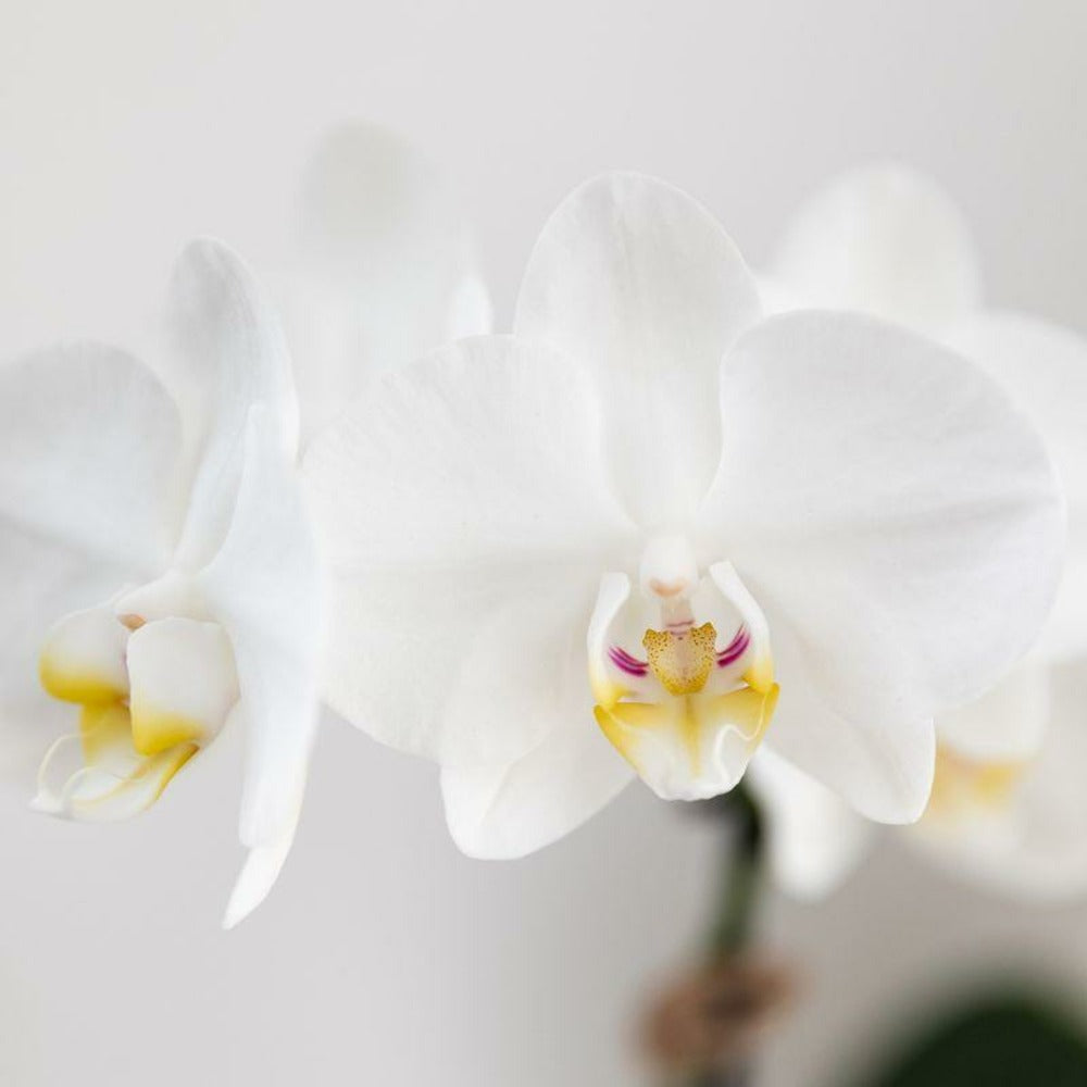  Phalaenopsis Amabilis Blanche En Pot Painted Stripe Bleu