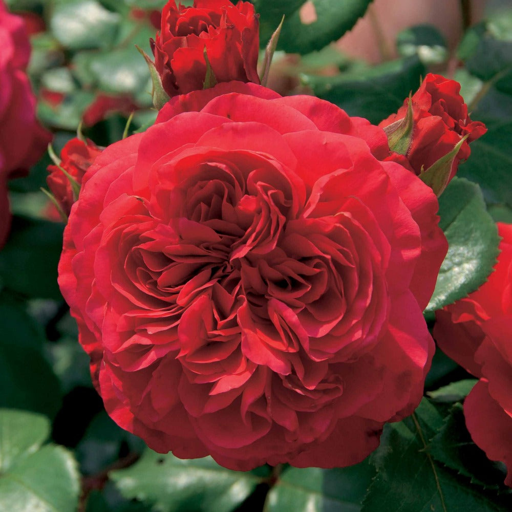  Rosier Floribunda Red Leonardo Da Vinci ® Meiangele - La Motte / 3+ Branches, Vendu Par Lot De 2