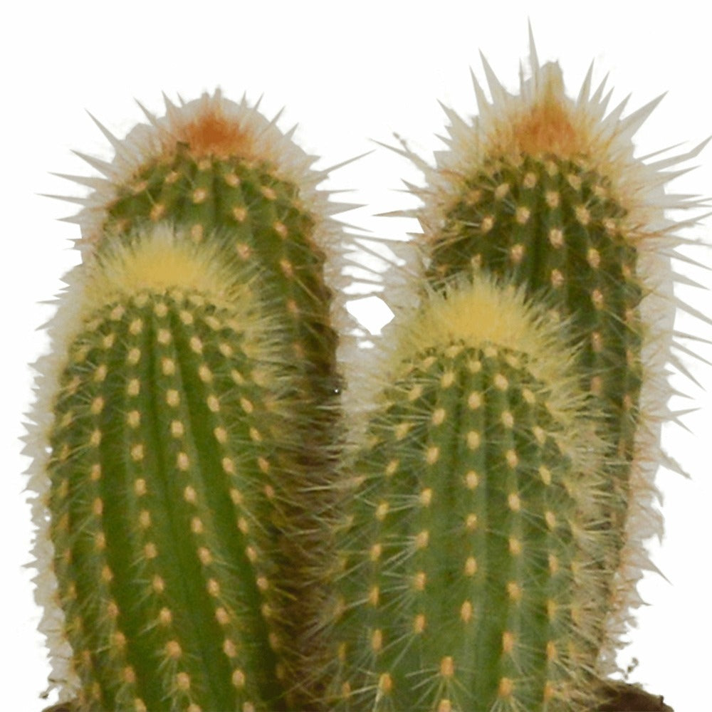  Coffret Cactus Et Ses Caches-pots Terracotta - Lot De 3 Plantes, H23cm
