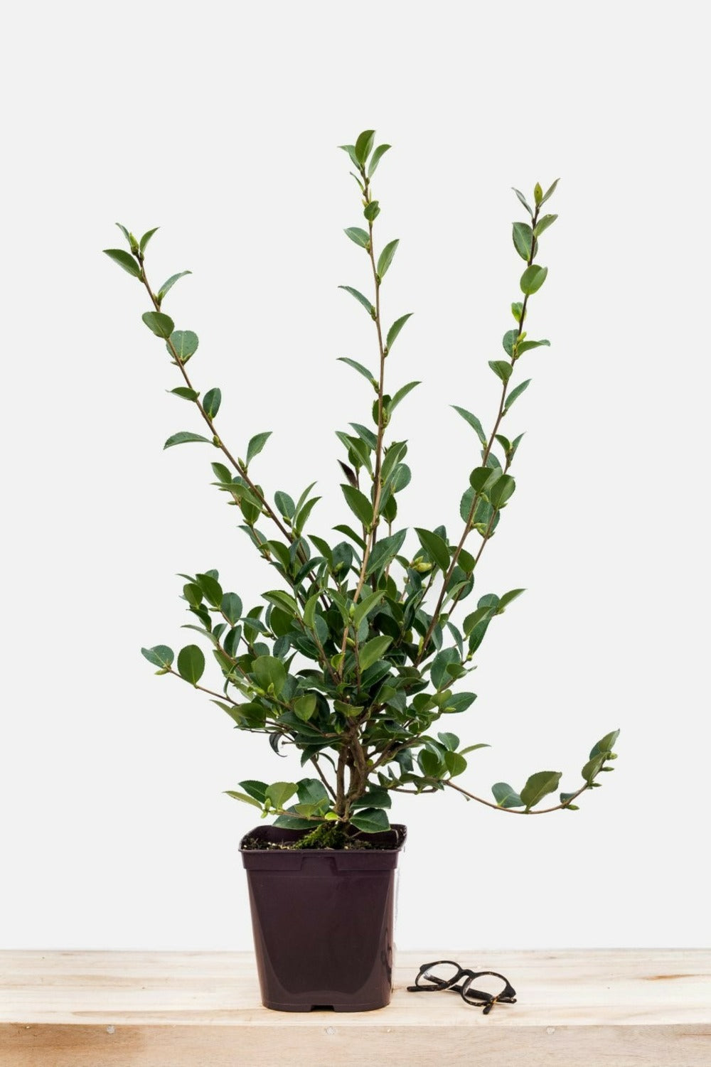  Camélia 'hugh Evans' - En Pot De 1 Litre