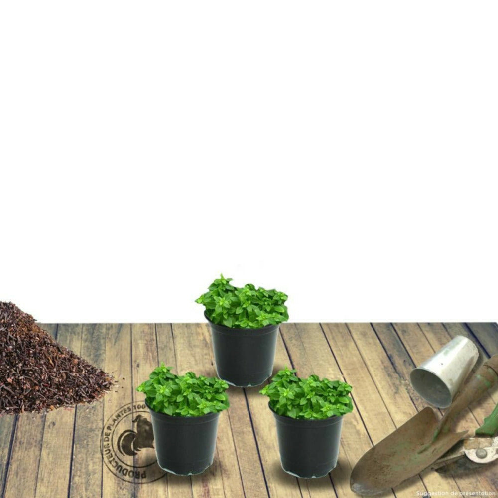  Thym Luisant Nitens/[-]godet - 5/20 Cm