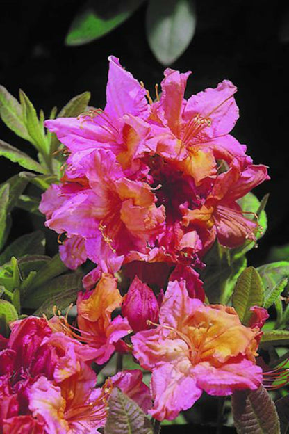  Azalée De Chine 'berry Rose' - En Pot De 4 Litres