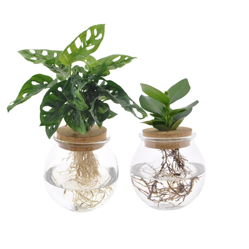  Duo Hydroculture Monstera/clusia