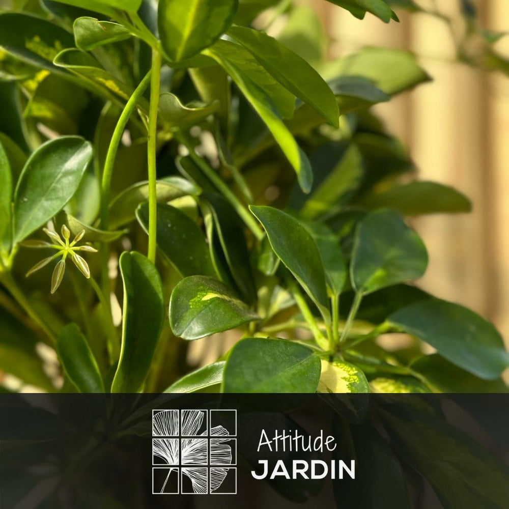  Schefflera Gold - Capella - ↕ 70-80 Cm - ⌀ 19 Cm - Plante D'intérieur