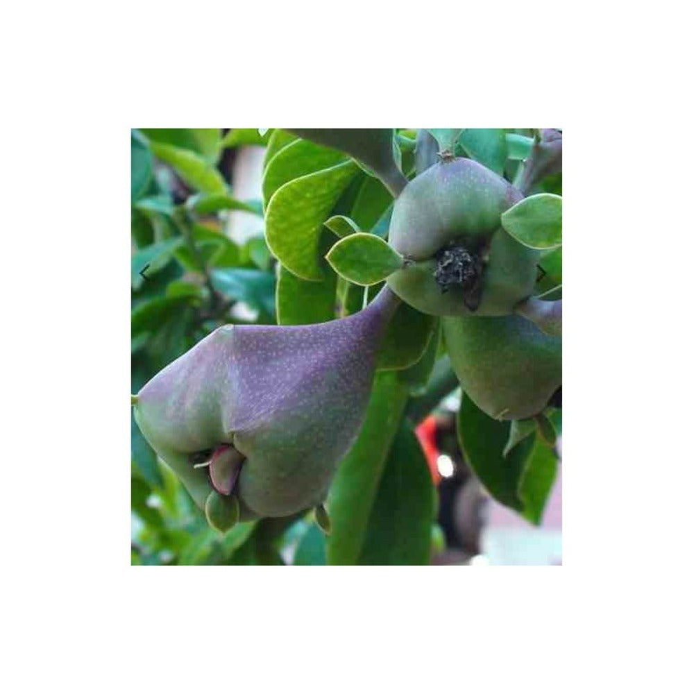  Pereskia Grandifolia (cactus Et Arbre) Pot De 2 Litres ? 20/30 Cm -