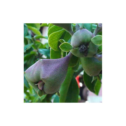  Pereskia Grandifolia (cactus Et Arbre) Pot De 2 Litres ? 20/30 Cm -